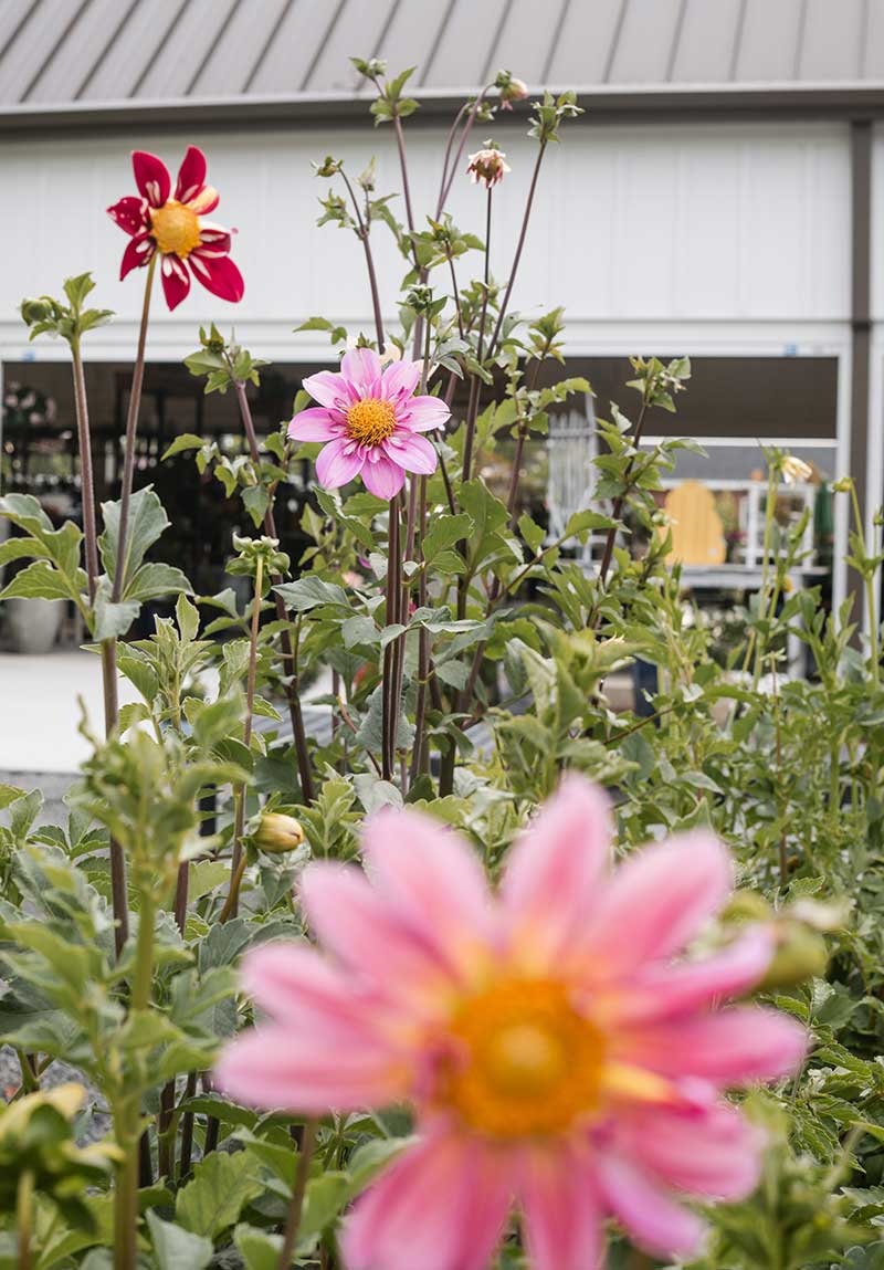Pretty flowers available at Fancy Girl Farms