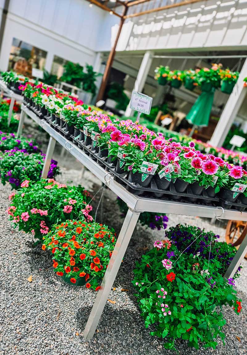 Spring flowers for plating at fancy girl farms