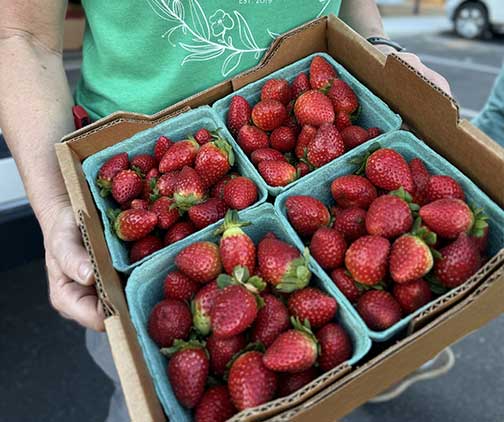 Fresh picked strawberries from the garden center