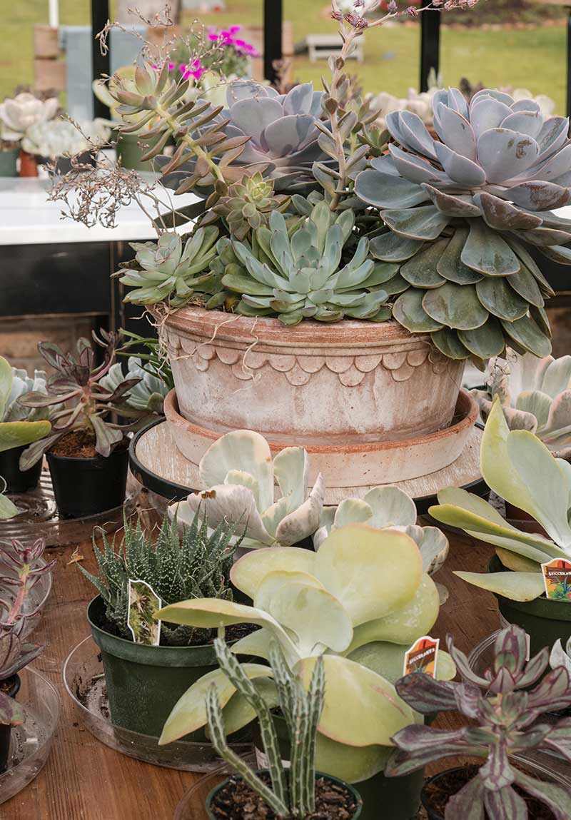 Tender plants inside the hartley greenhouse